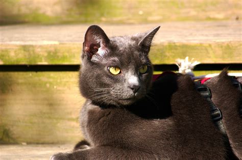 File:Cat Russian Blue 004.jpg
