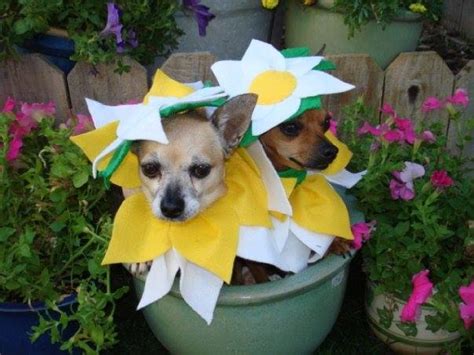 Download the perfect dog in flowers pictures. Meet the Winner and Runners-Up of Rover's Annual Dog ...