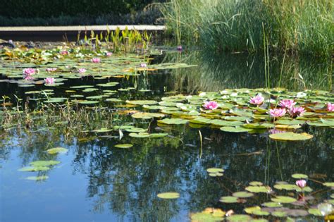 17 Vijver Met Waterplanten De Tuinen Van Appeltern