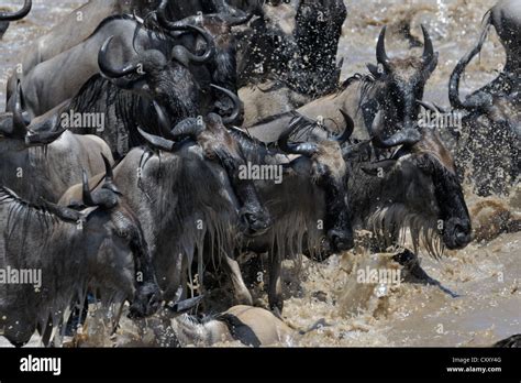 Wildebeest Crossing The Mara River Stock Photo Alamy
