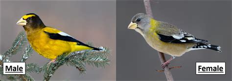 5 Types Of Grosbeaks In The United States Id Guide Bird Watching Hq