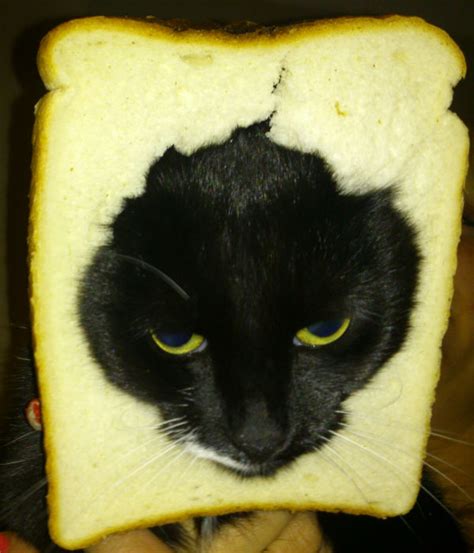 Whiskers Cat Breading 1 In Bread Cats