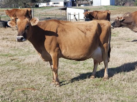 Livestock ,cattle cow pregnant holstein heifers/healthy pregnant jersey cows. For Sale: 16 Jersey Cows | Cattle Exchange