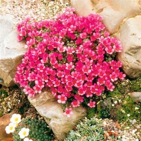 Verschönern sie ihren garten mit baldur, ihrem spezialisten für pflanzenversand & gartenversand. Roter Polstersteinbrech, im ca. 9 cm-Topf online kaufen ...