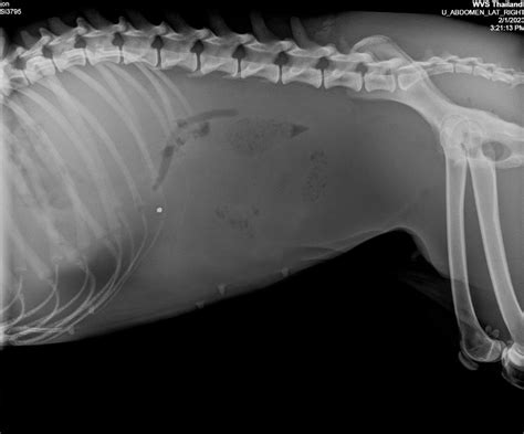 Figure 1 — A Radiograph Of A Dog Presented For Abdominal Distension