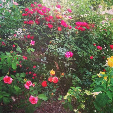 My Rose Garden Garden Plants Rose Garden