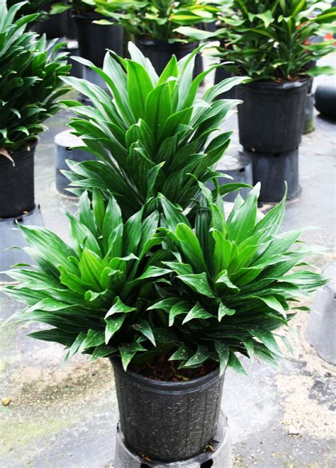 Shirley's flowers & sweets delivers flowers and gifts to the nashua, bedford, manchester, amherst, hollis, hudson, milford, pelham, londonderry and merrimack new hampshire areas. Blondie's Treehouse Inc, green plants, greenhouse | Plants ...
