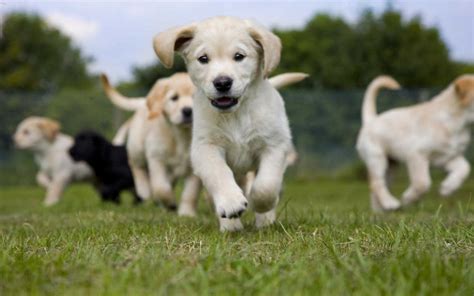 How To Keep A Guide Dog Healthy And Happy