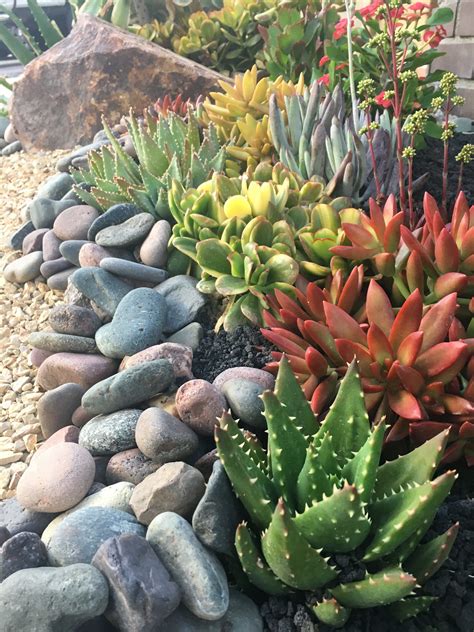 20 Best Succulents For Rock Gardens