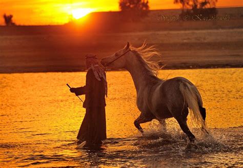 Arabian Stallion In The Sunset Photo By Wojtek Kwiatkowski Equine