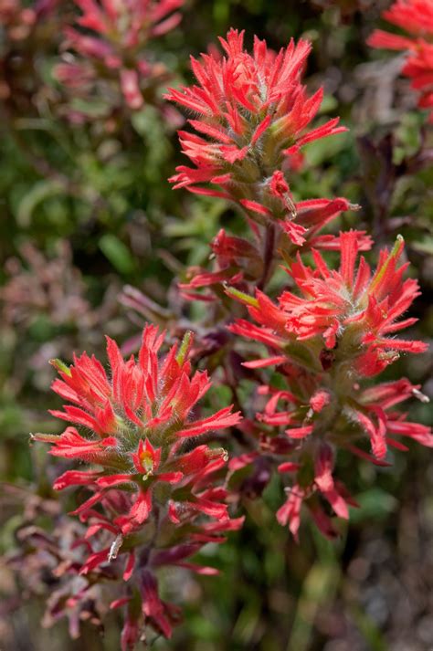Growing Castilleja - Learn About The Indian Paintbrush Plant