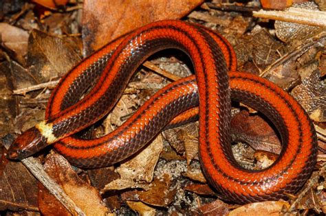 Snakes Alive Beautiful New Species Of Rare Burrowing Snake Discovered