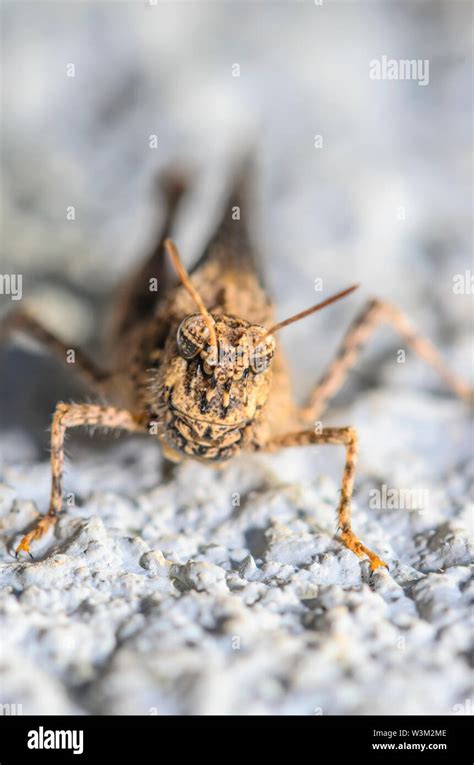 Bandwings Or Band Winged Grasshopper On The Wall Stock Photo Alamy