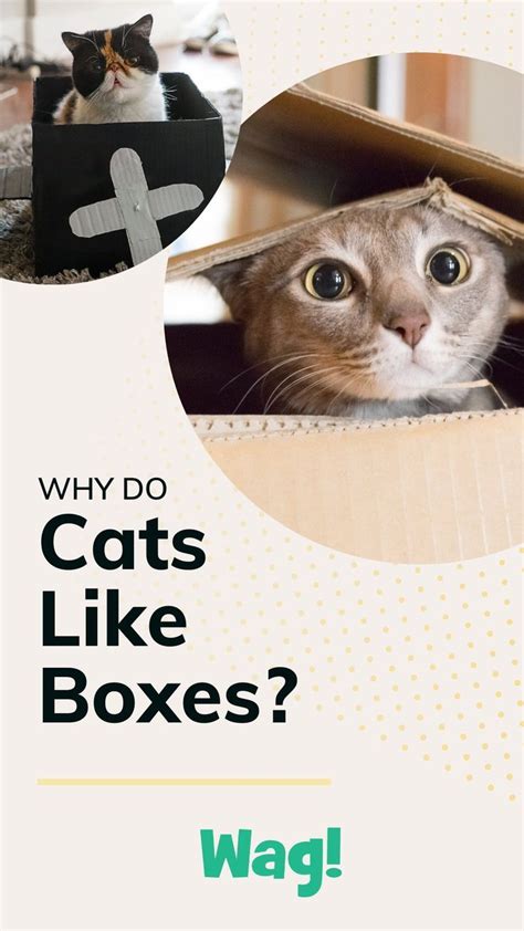 Why Do Cats Like Boxes Cats Cat Questions Cat Box