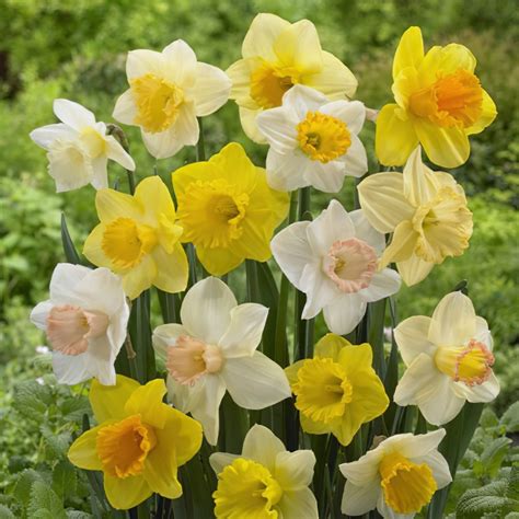 Boston Bulbs Wholesale Bulk Daffodil And Narcissi Mixed Bulbs