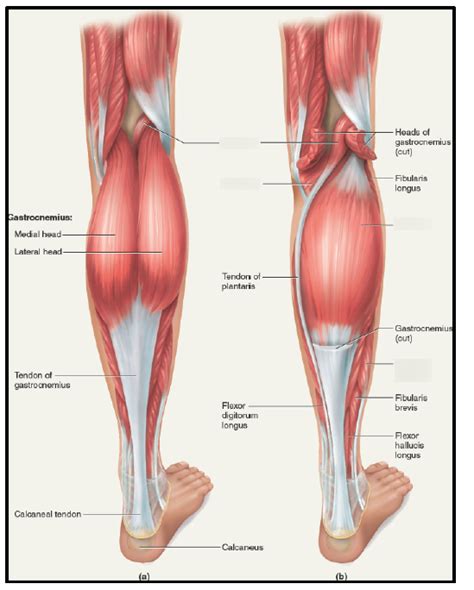 Lower Leg Muscles Posterior Diagram Quizlet