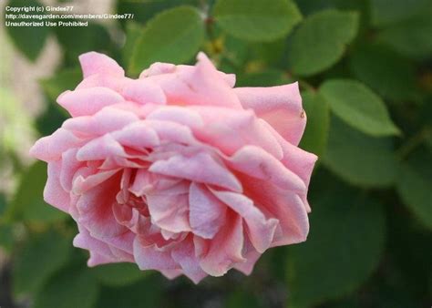 Where did belinda's dream rose get its name? PlantFiles Pictures: Shrub Rose 'Belinda's Dream' (Rosa ...