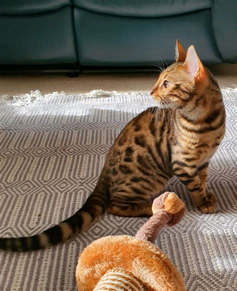 Bengal Kitten For Sale Sold In Aberdeen Gumtree