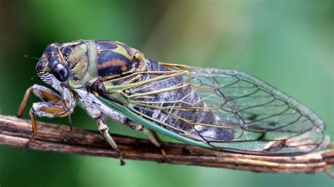 Cicadas In Illinois 2024 What To Know About The Rare Emergence Nbc