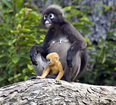 The dusky langur, or dusky leaf monkey, is already threatened by habitat loss and hunting — luckily, vincent was saved from being a child's toy in thailand. Dusky Leaf Monkey with Baby | These monkeys are also known ...