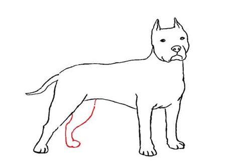 How To Draw A Pitbull Step By Step Part 3 Easy Animals 2 Draw