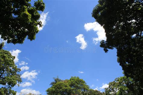 Forest With Blue Sky Stock Photo Image Of Leaf City 93640530