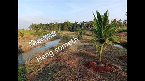 The map created by people like you! Coconut tree plantation in cambodia - YouTube
