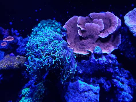 Variety Of Corals In A Saltwater Aquarium Stock Photo Image Of View