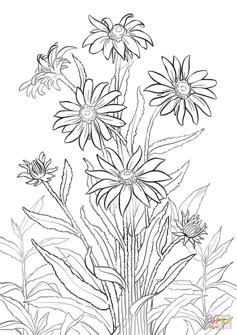 We did not find results for: Black-eyed Susan | Flower coloring pages, Coloring pages ...