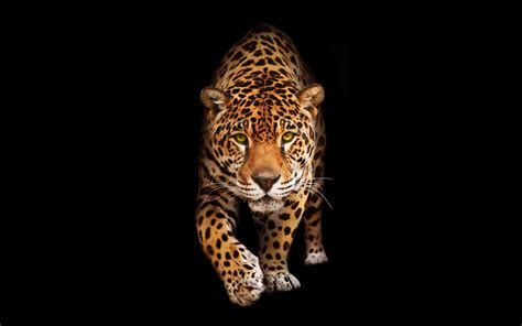 Free Photo Wild Jaguar Animal Fierce Jaguar Free Download Jooinn