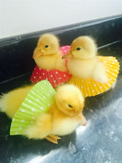 Baby Ducks Welsh Harlequin Ducklings 🐤💗 Cute Ducklings Cute Little