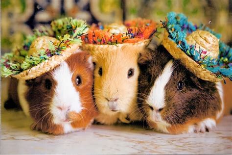 Low Maintenance Pets Guinea Pigs Animals Library