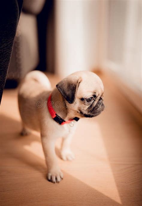 New Born Lovely Pug Dog In Home Portrait Of Funny Female Pug Puppy Dog