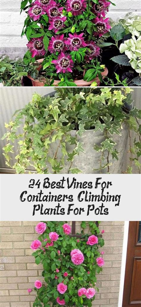 Best Vines For Containers Climbing Plants For Pots Hot Sex Picture