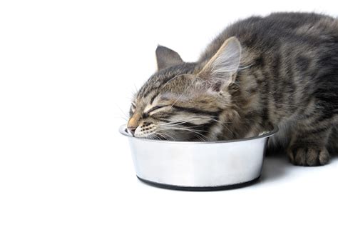 Feeding Cats As Nature Intended Pet Connection Magazine