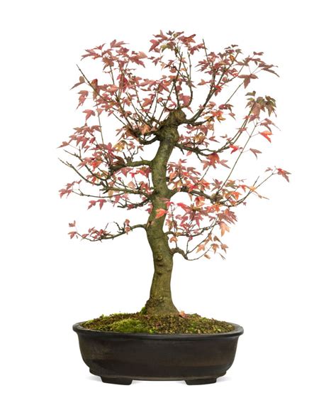 How To Grow A Trident Maple Bonsai Tree Grow A Bonsai Tree