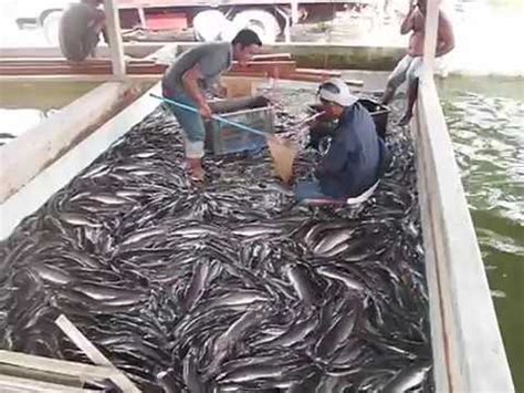 Clarias gariepinus, yang dikenal sebagai lele dumbo (lele domba), king cat fish. KOLAM TERNAK IKAN KELI - YouTube