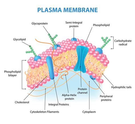 Cell Membrane Anatomy 7681519 Vector Art At Vecteezy