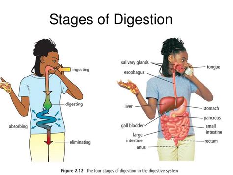 How Digestion Works 5 Stages Of Human Digestion Owlca