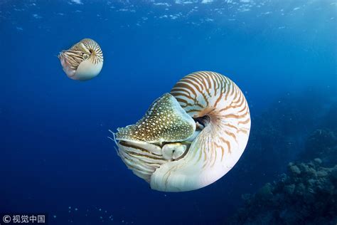Life Below Water The Prehistoric Nautilus Is Being Wiped Out By Man Cgtn