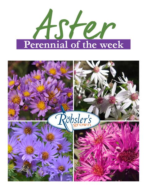 Aster Plant Of The Week Rohslers Allendale Nursery Garden Center