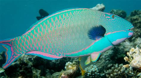 This Fish Found In The Red Sea Rvaporwaveaesthetics