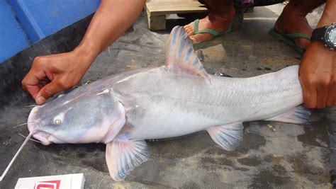 Terdapat dua jenis ikan kakap, kakap merah (red snapper) dan kakap putih (white seabass). Baung Putih