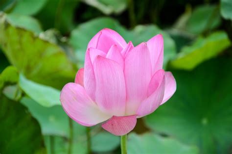 Premium Photo Lotus Flower Nelumbo Nucifera