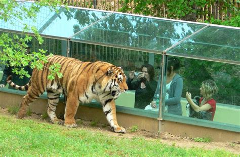 Zoo Trois établissements à Découvrir En France