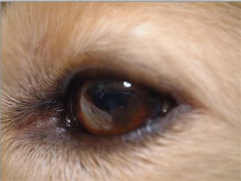 Whats That Black Bump On My Dogs Eyelid Pethelpful