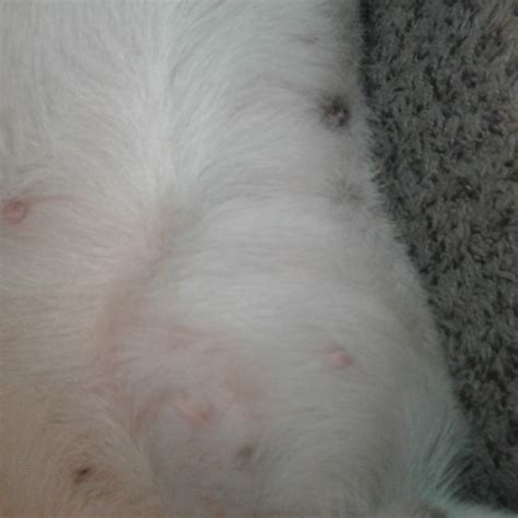 Diseases Notices These Bumps On My Dog Not Sure What It Is Pets