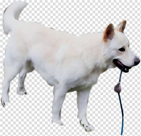 Sapsali, sapsali dog, sapsali dogs, pictures of dogs shaggy dog, sapsali breed, evil spirits, sapsali breeds, sapsaree, korea, exorcising dog, ghost dog, extinct, training, picture. Jindo Korean Pungsan Dog - Sarofudin Blog