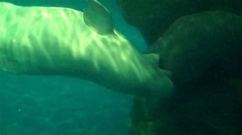 Chicago Shedd Aquarium Beluga Whales Youtube