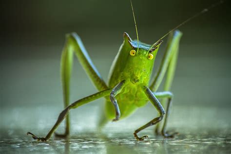 Banco de imagens : natureza, animal, dança, pequeno, fauna